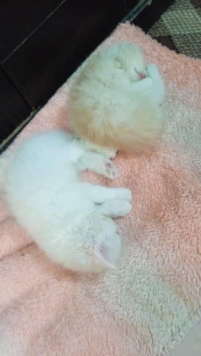 Persian kittens age 6 week  triple cotted