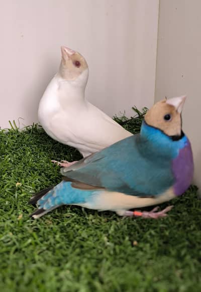 LADY GOULDIAN GOLDIAN RAINBOW FINCH PAIR