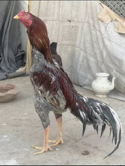 High Quality Aseel Eggs for Sale