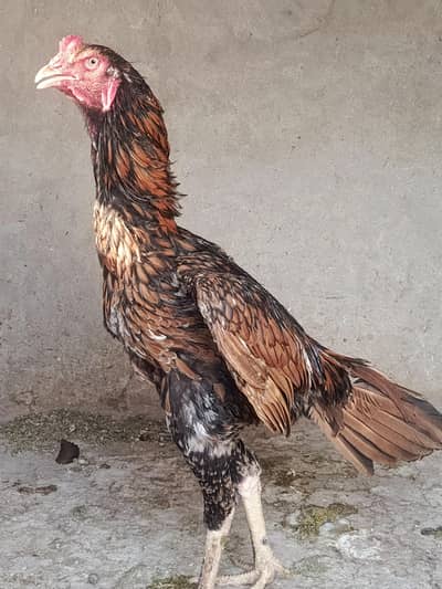 vip pure aseel pair for sale