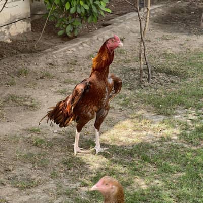 Aseel Pure High Quality bird