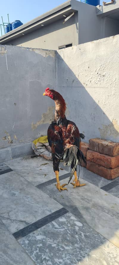 pure Assel best cheez h