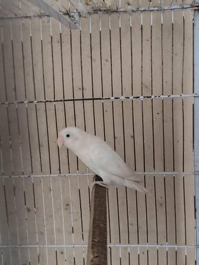 lovebirds albino red eye