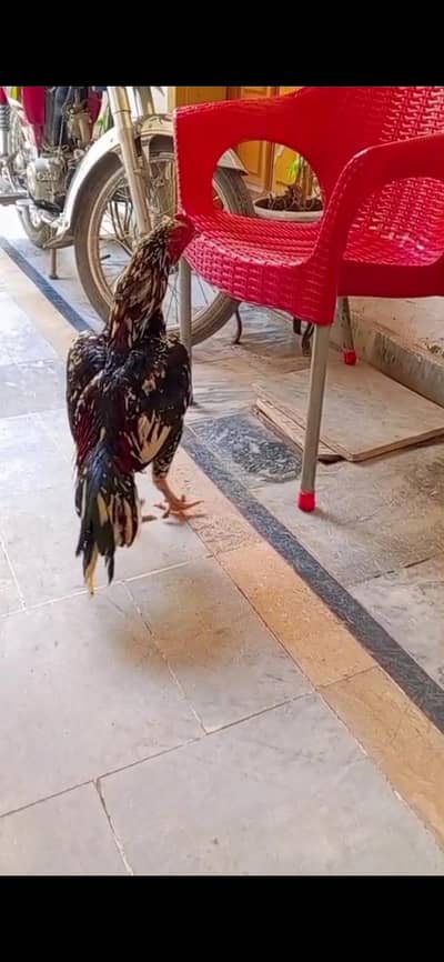 Chena patha sale or exchange