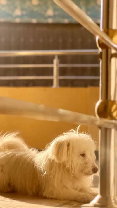 Male available for studd