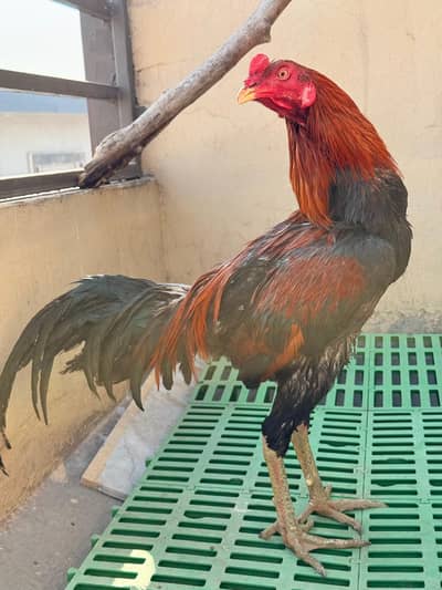 Aseel Thai | Thai Aseel Rooster / Aseel male | thai gamer | pakoye