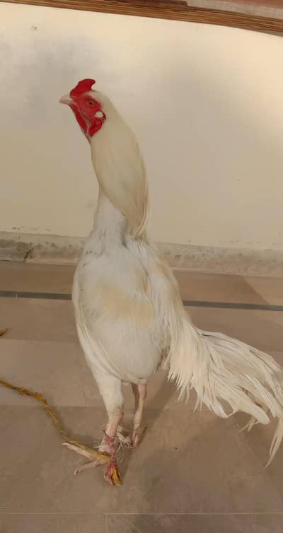 mashallah top quality Heera Aseel Miawali wait nok nali shoq wali chiz