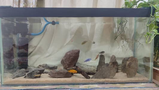 full chiclid aquarium setup  for sale
