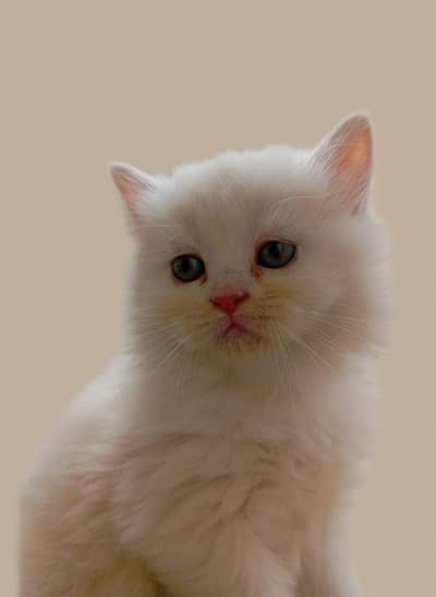 Pure punch face  Persian Cat for Sale – Healthy & Cute