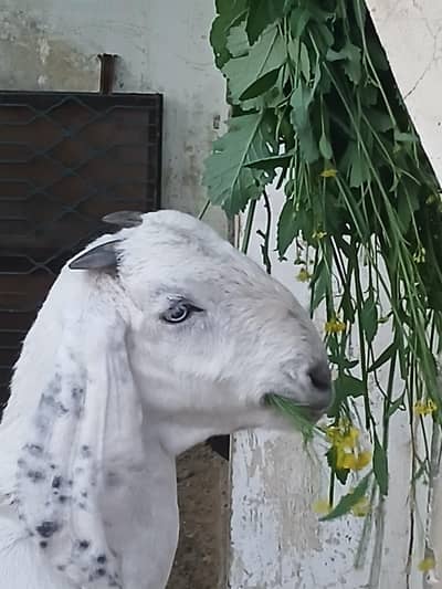 گلابی بکری دودھ والی چھ دانت