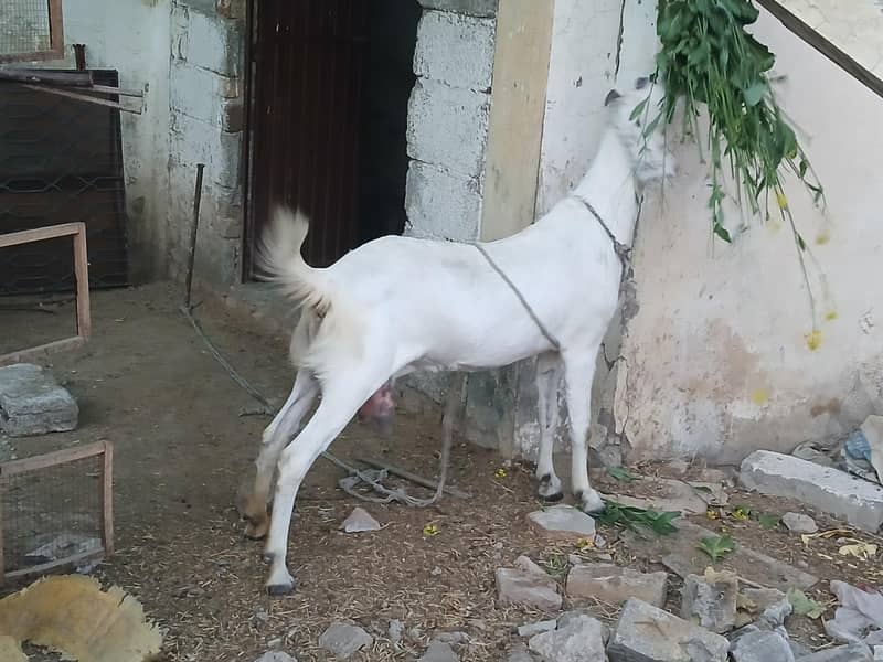 گلابی بکری دودھ والی چھ دانت 1