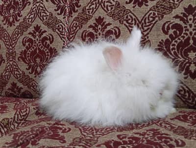 English angora rabbits