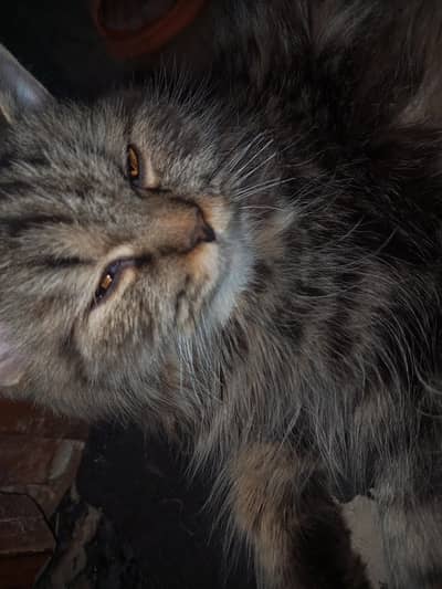 Beautiful female Cat for Sale