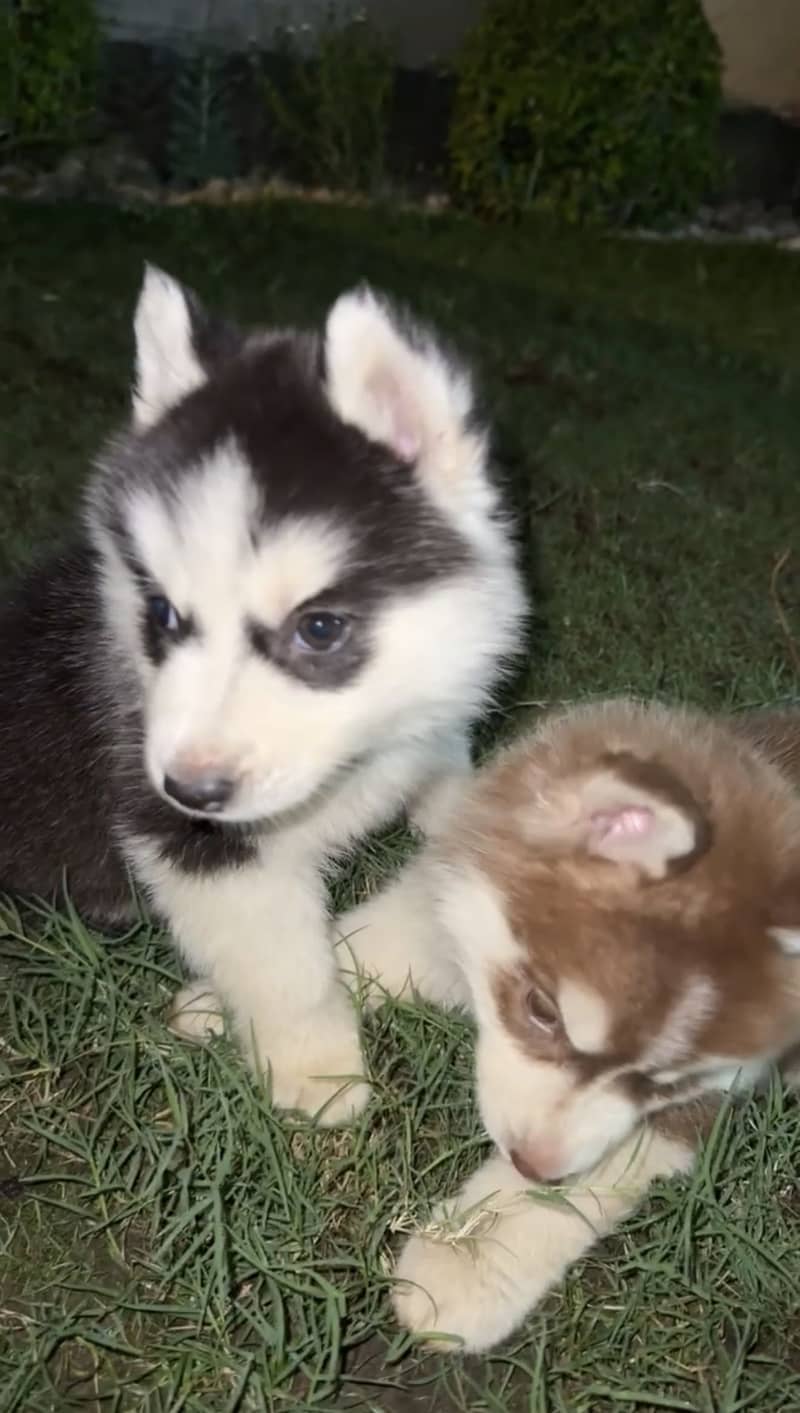 HUSKY PAIR 0