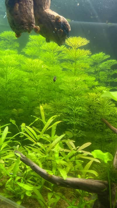 Aquatic plants