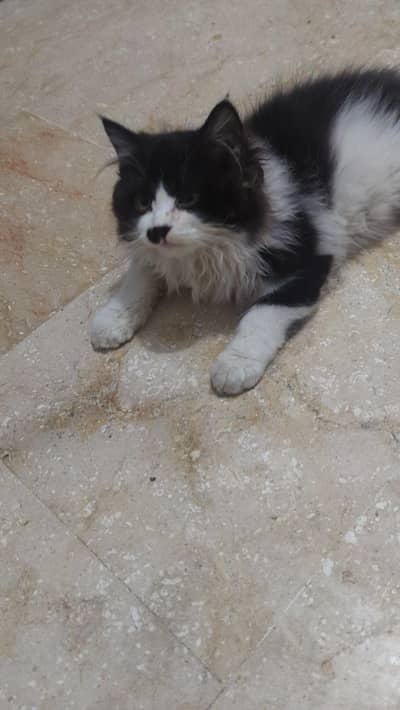 pershion pear kitten