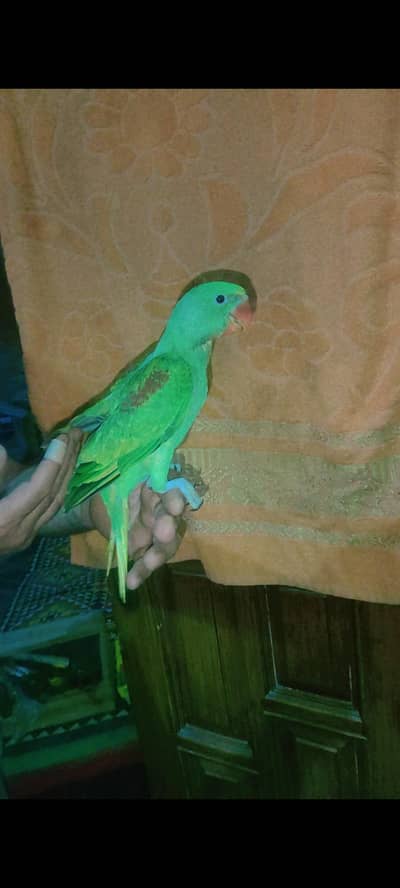 hand tame raw parrot