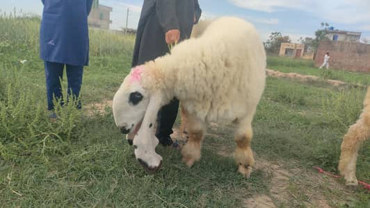 for sale female barnd chip