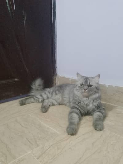 Persian Male Cat