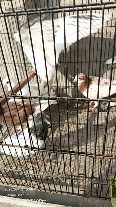 High flyer or Fancy Total 10 piece