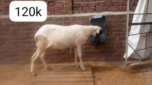 mundra salochi dumba