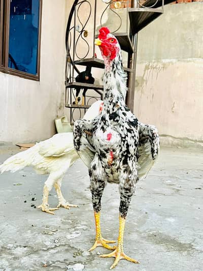 white shamo and kind shamo .