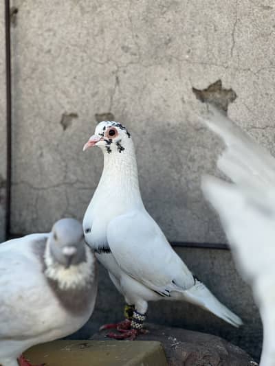 Mukhi Sherazi peshawari kasad mix all for sale