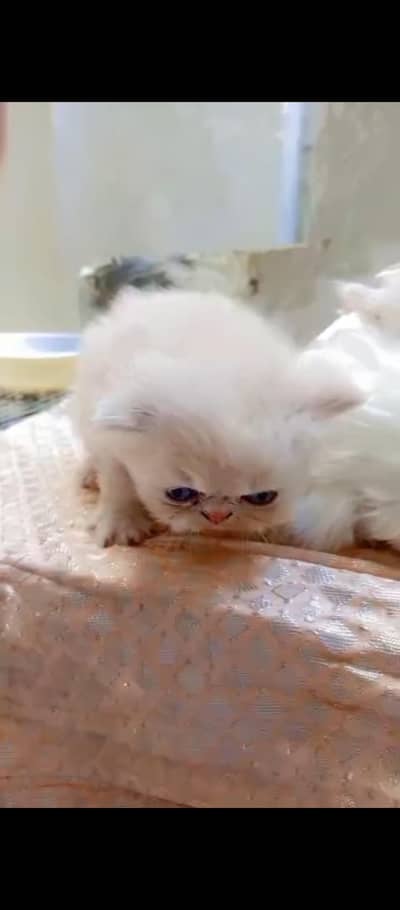 male kitten availble 70% piki