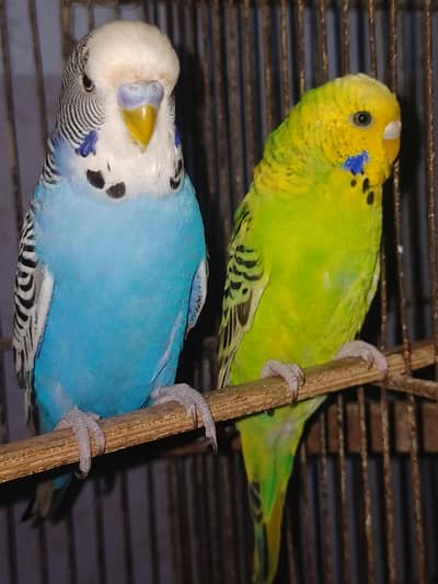 Budgies Undersize