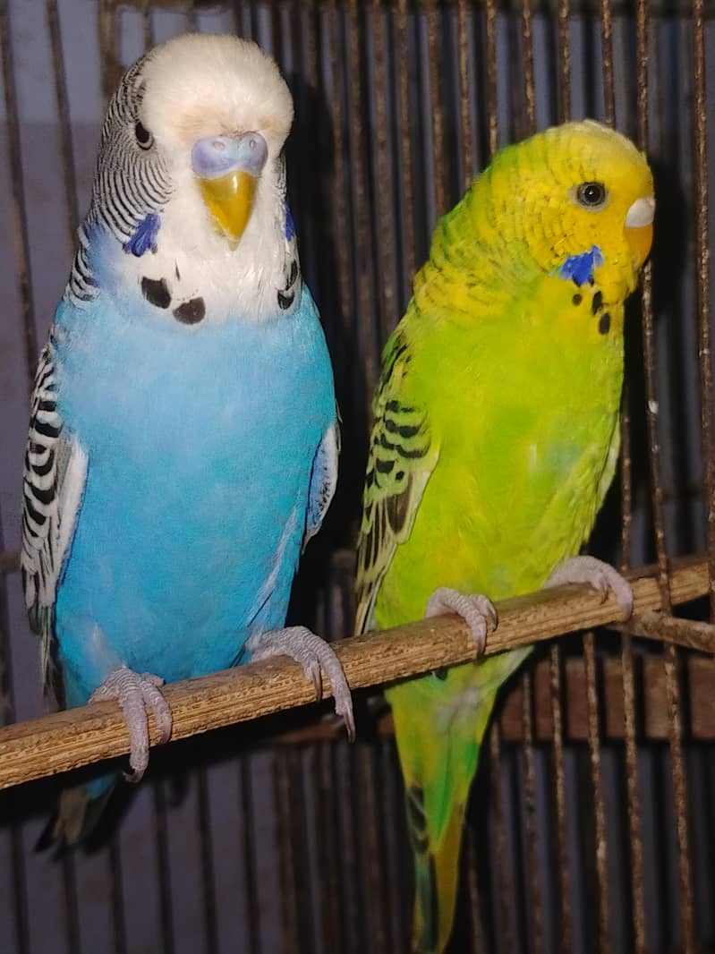 Budgies Undersize 0
