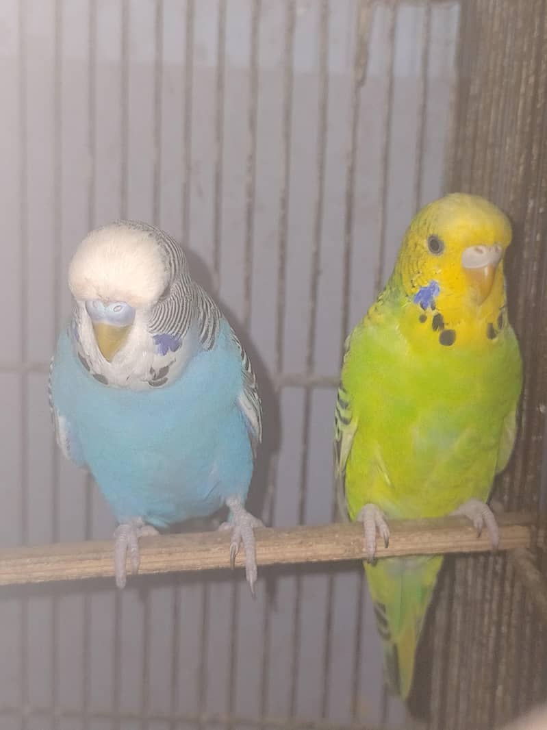 Budgies Undersize 1