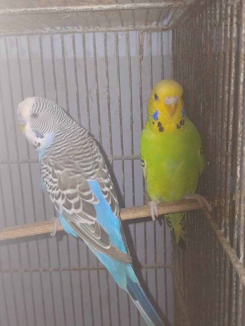 Budgies Undersize 2