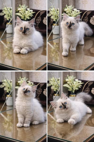 Lovely Kittens Looking for Home With Different Prices