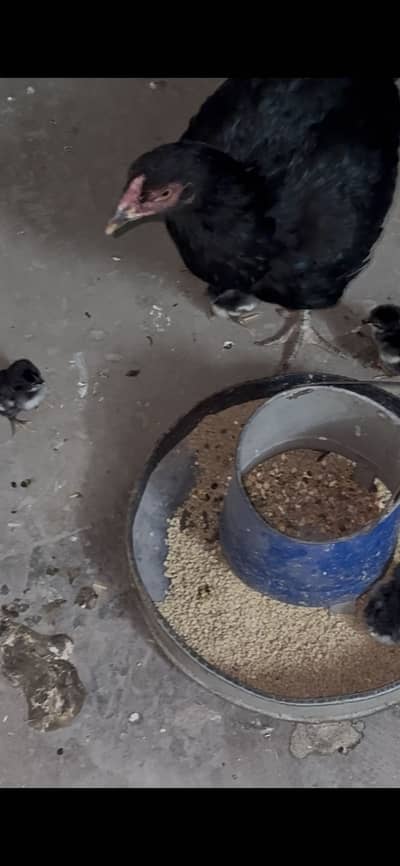 Astrolop,bantam,polish,ayam cemani
