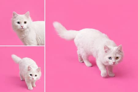 White persian cat for sale