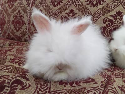 English angora rabbits