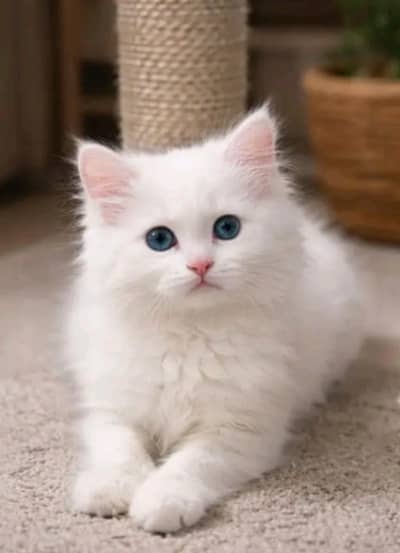 white female Persian kitten 4 months age