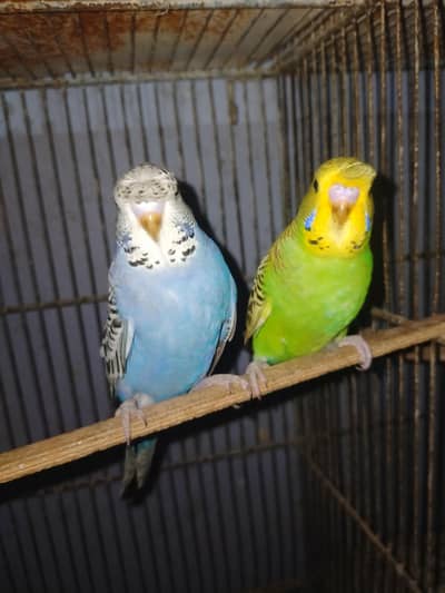 Budgies Undersize