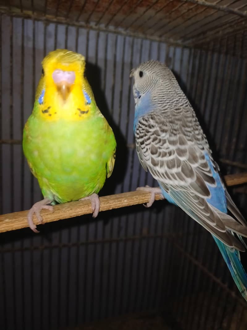 Budgies Undersize 2