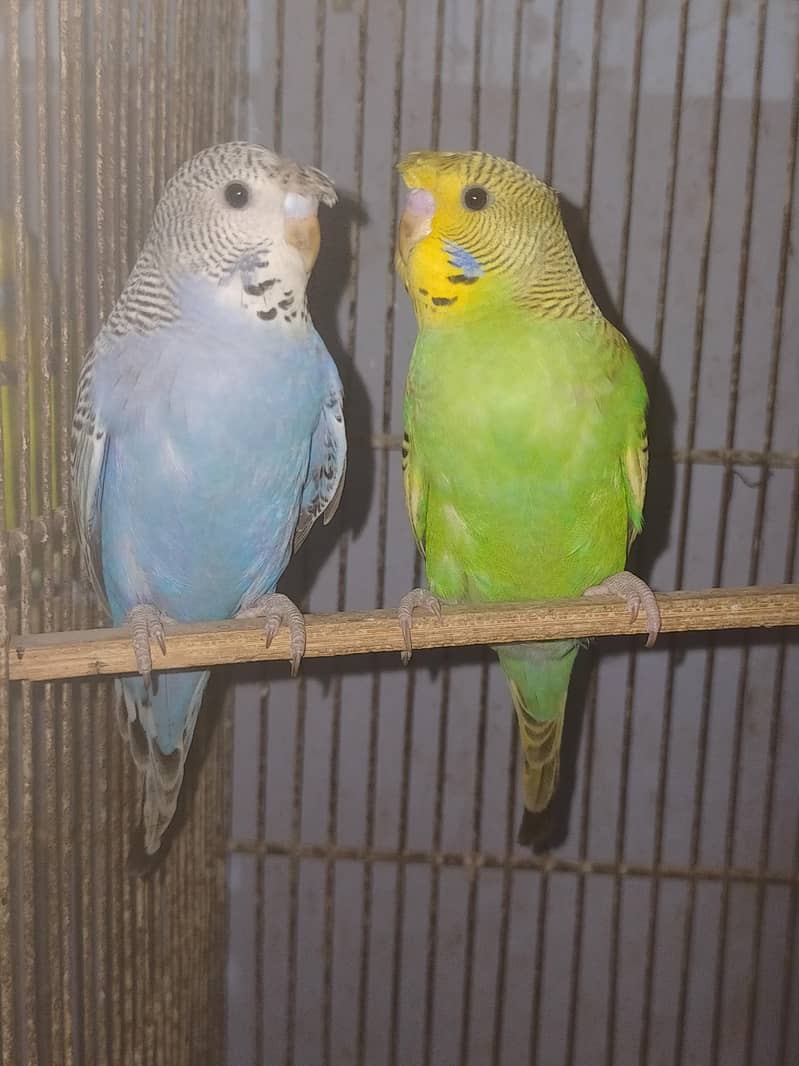Budgies Undersize 3