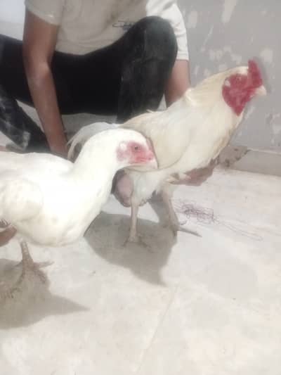 Vip adult pair 9 chicks exchange possible bakra