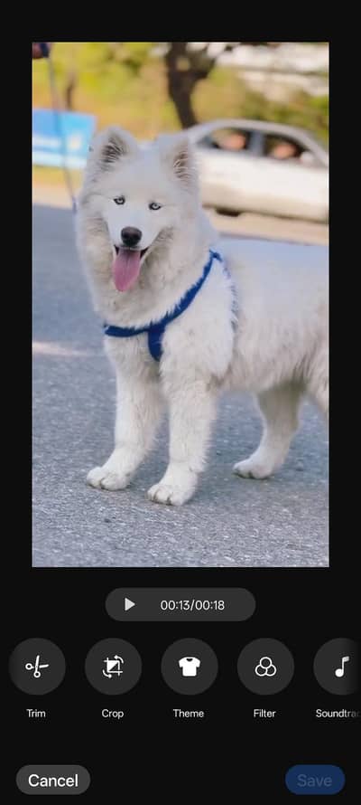 white husky blue eyes Female