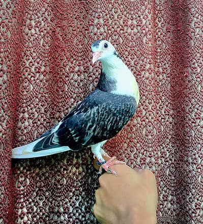 HAND TAME BABY PIGEON