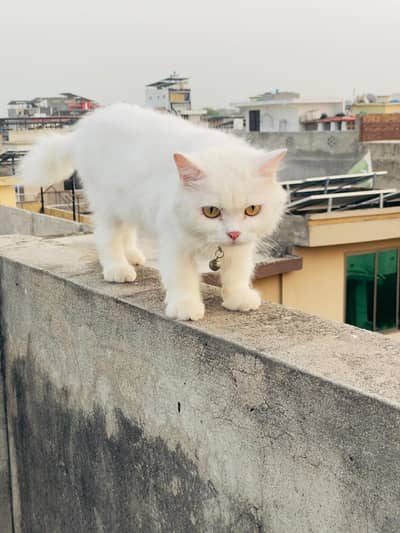 Beautiful Domestic Persian white punch face  Cat for Sale