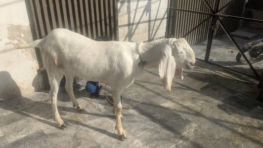 all for qurbani sales