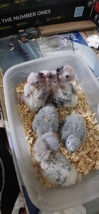 Sunconue blue turquoise cinamon  chicks