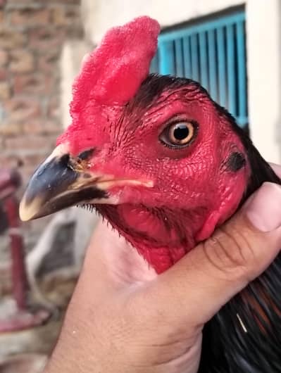 Thai! burmi! pakoye! Aseel