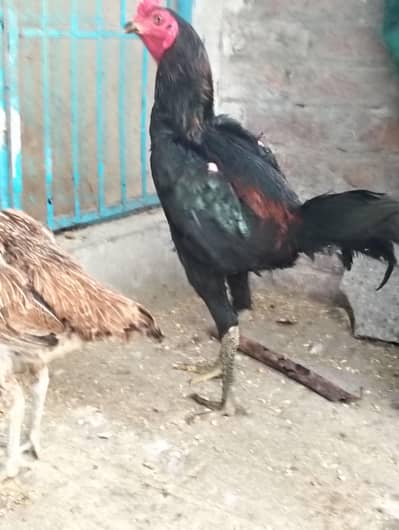 Thai| burmi|pakoye| Aseel