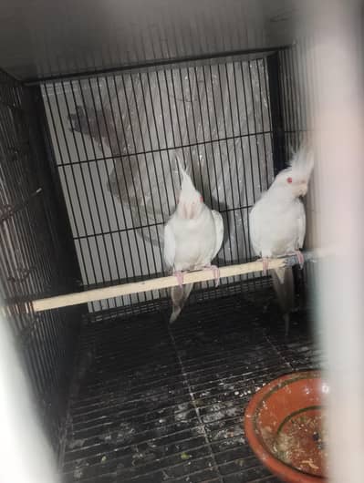 fellwo coctail pair for salll