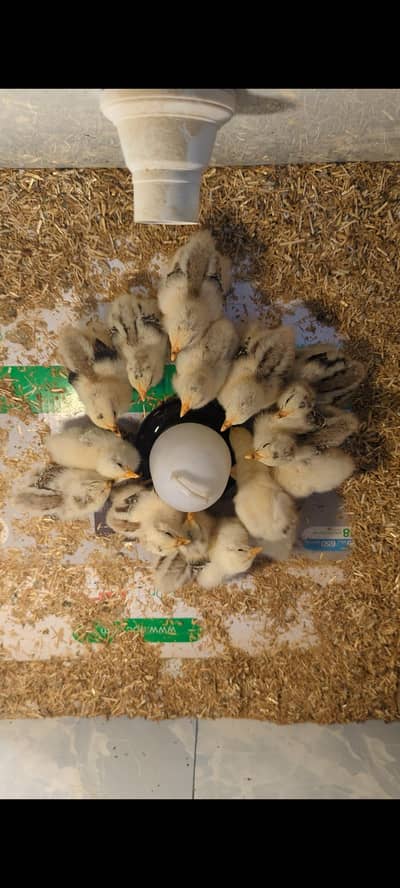 Columbian bantam chicks available age 15 days